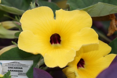 uncarina-grandieri-bluete.jpg
