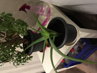 image00006.jpeg