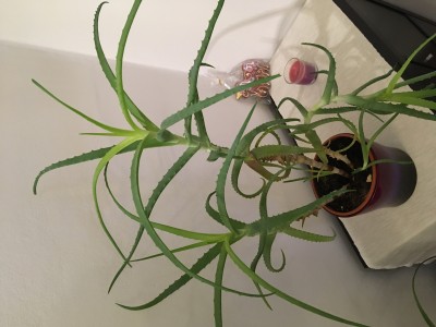 image00010.jpeg