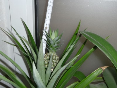 Ananas_Feb.jpg