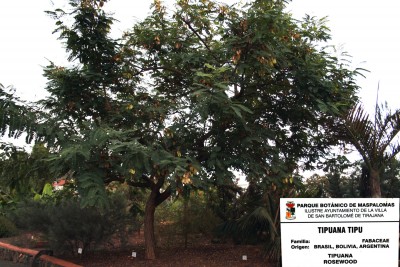 tipuana-tipu.jpg
