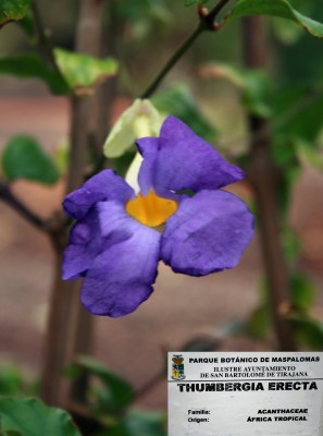 thumbergia-erecta.jpg