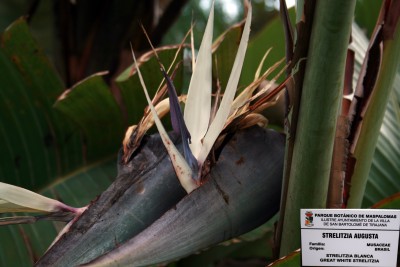 strelitzia-augusta.jpg