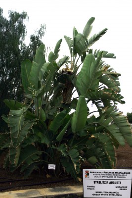 strelitzia-augusta-ganz.jpg