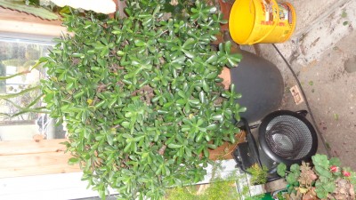DSC03661.JPG