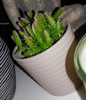 20190219_231547.jpg