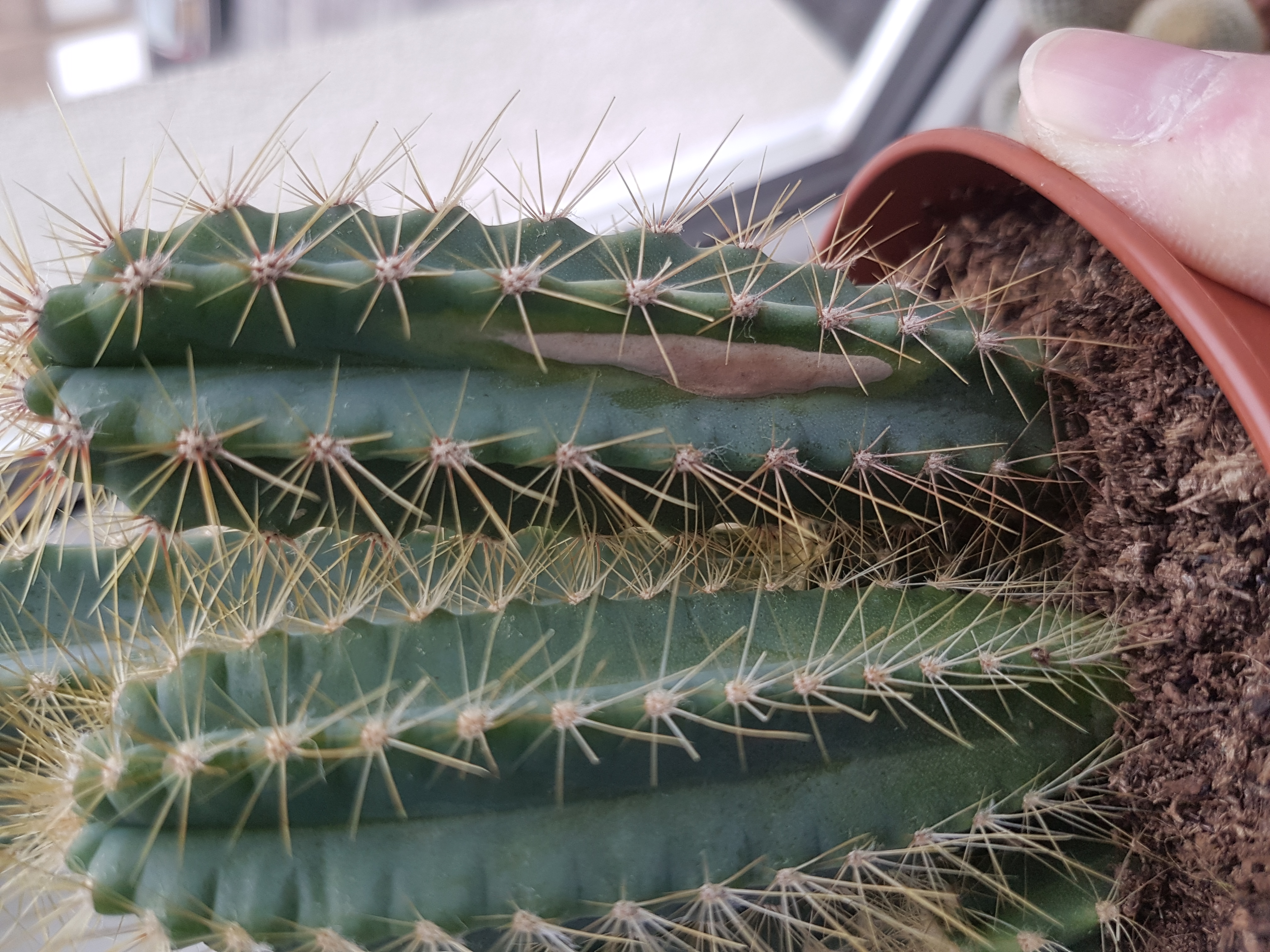 Hilfe, mein Kaktus bekommt helle Flecken!  Pflanzenkrankheiten &  Schdlinge  GREEN24 Pflanzen & Garten Forum