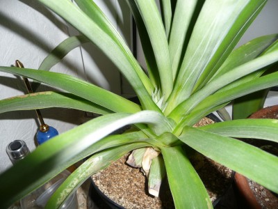 Ananas-Kindel.jpg