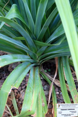 pandanus-sanderiana-blaette.jpg