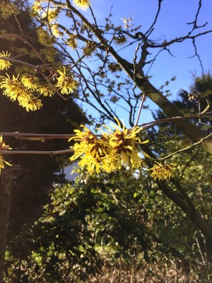 Hamamelis, Zaubernuss.JPG