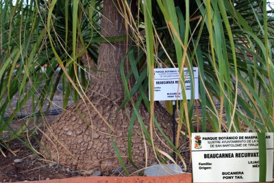 beaucarnea-recurvata.jpg