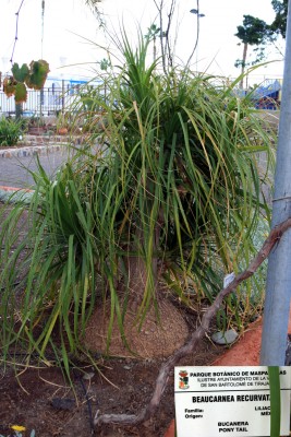 beaucarnea-recurvata-ganz.jpg