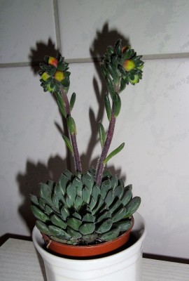 IMGP9318.JPG
