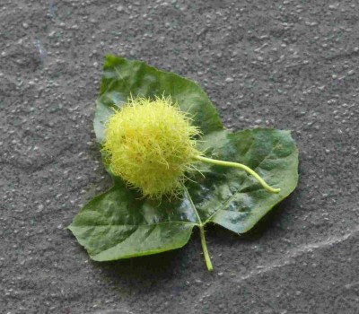Blatt und Frucht unbekannte Pflanze.jpg