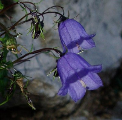 chochleari.JPG