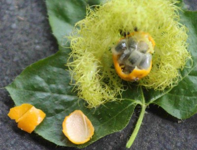 Blatt und geöffnete Frucht unbekannte Pflanze 2.jpg