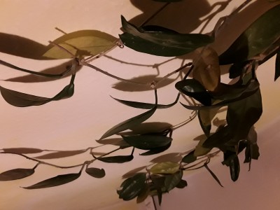 20190310_220109.jpg