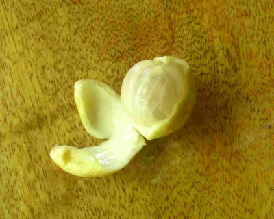 Unbekannte essbare Früchte 1 offene frucht .jpg