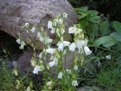 zwergweianfang.JPG