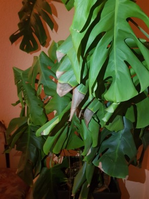 IMG-20190319-WA0039.jpg