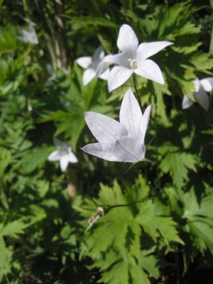 wiesenalba.JPG
