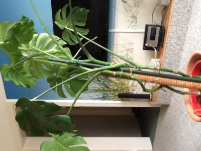 Monstera schneiden  Pflegen & Schneiden & Veredeln  GREEN24 Pflanzen &  Garten Forum