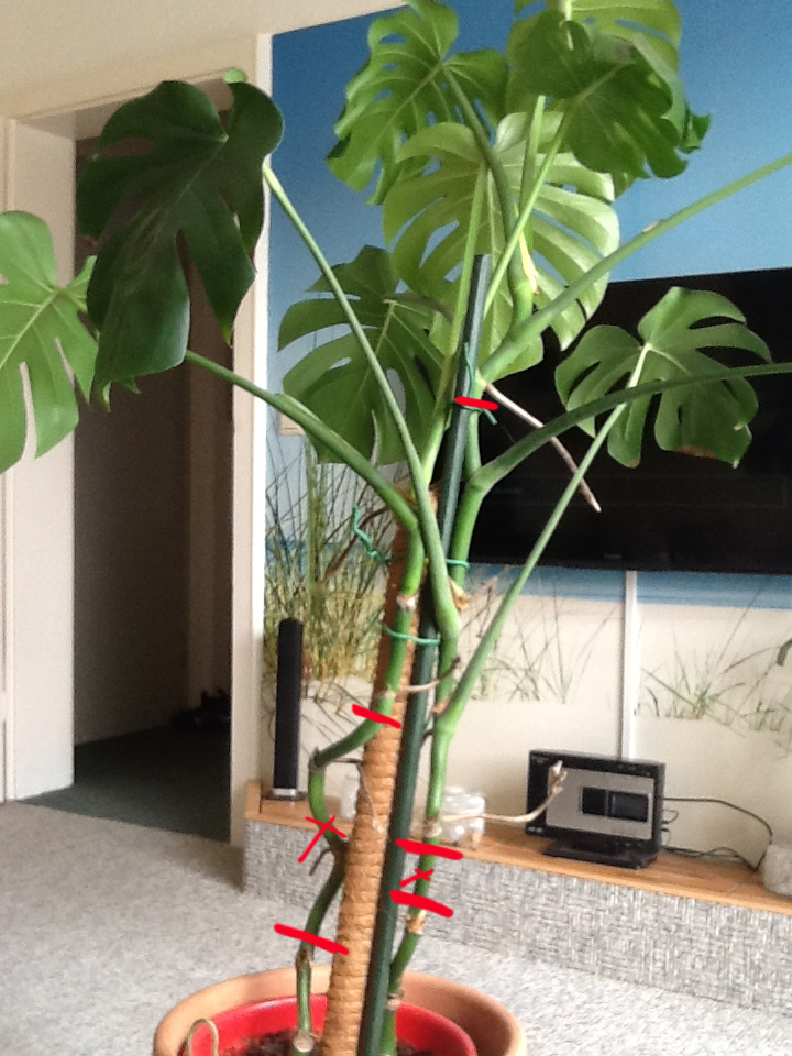 Monstera schneiden  Pflegen & Schneiden & Veredeln  GREEN24 Pflanzen &  Garten Forum
