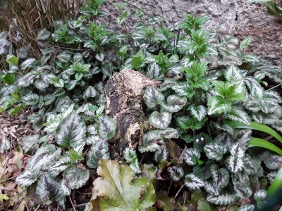 20190327_070456.jpg