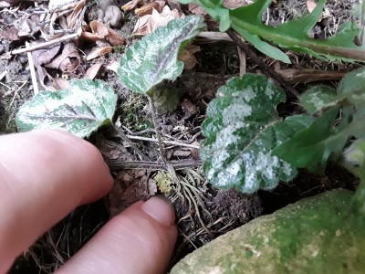 20190327_070634.jpg