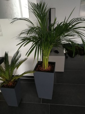 palme in hydrokultur.jpeg