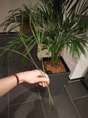 lose stängel.jpeg