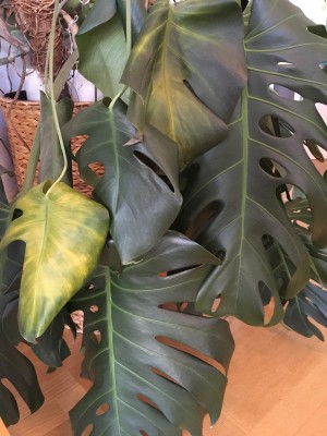monstera traurig (3).jpg