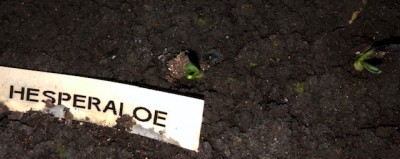 samenherperaloe.jpg
