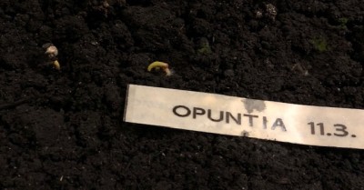 samenopuntia.jpg