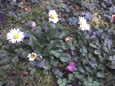 08-12-07_Gänseblümchen.jpg