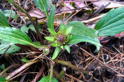 Rudbeckia-Knospe.jpg
