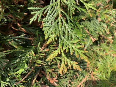IMG_5410.JPG
