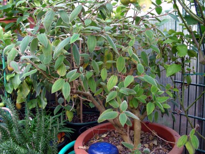 Tibouchina im Winterquartier.jpg