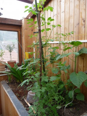 Tomate_April_2019.jpg