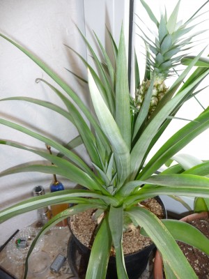 Ananas_14_04_19.jpg