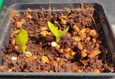 Opuntie 16.04.19.jpg