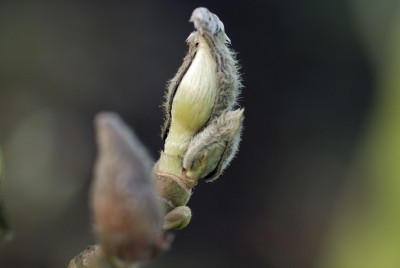 Magnolien entblättern sich.jpg