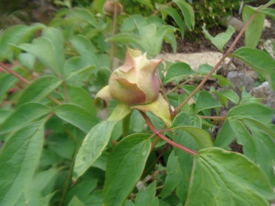 DSC03706a.jpg