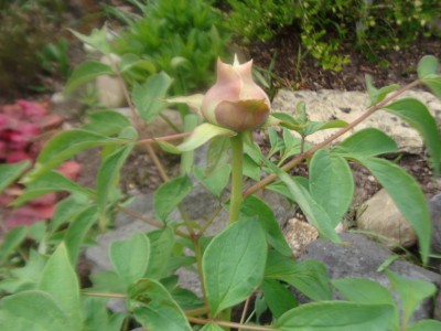 DSC03707a.jpg