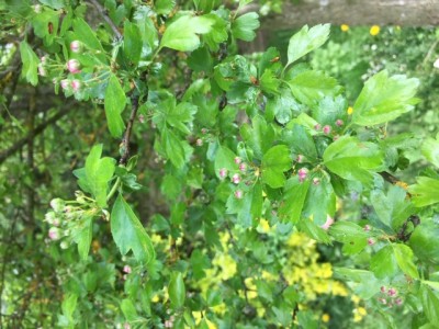 IMG_5668.JPG