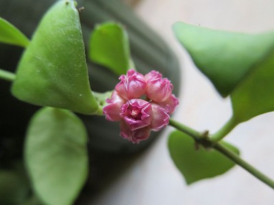 Hoya_heuschkeliana.jpg