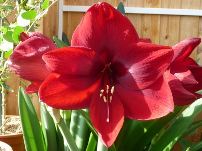 Amaryllis1.jpg