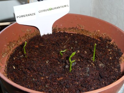Pomeranze.jpg