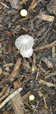 IMG-20190510-WA0006.jpeg