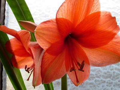 Amaryllis100519.jpg